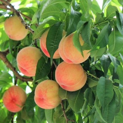 Frutales