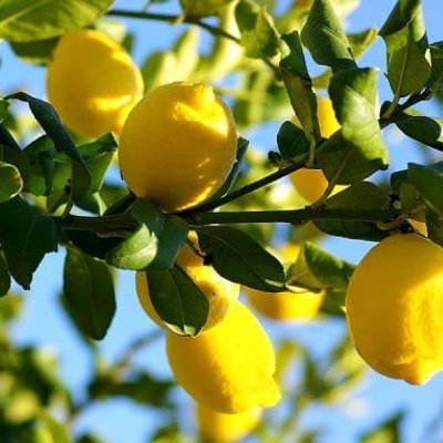 Citrus